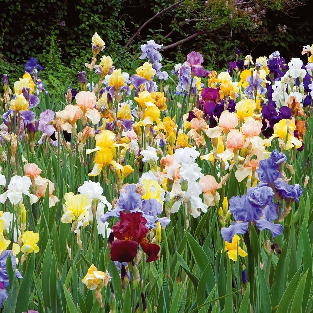 Reblooming Iris Collection White Flower Farm