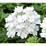  Verbena Lanai® Blush White