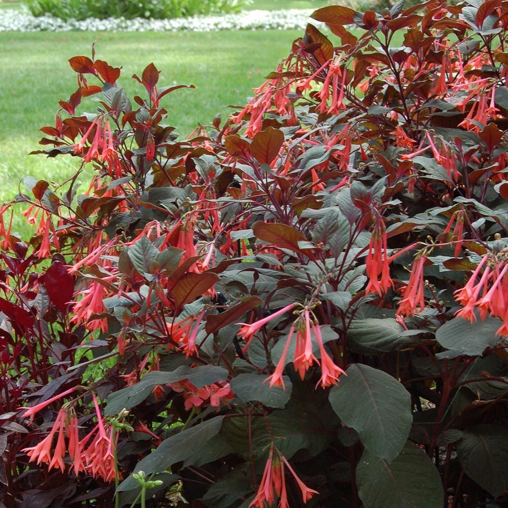 Gartenmeister Fuchsia Propagation - Gartenmeister Fuchsia Houseplants