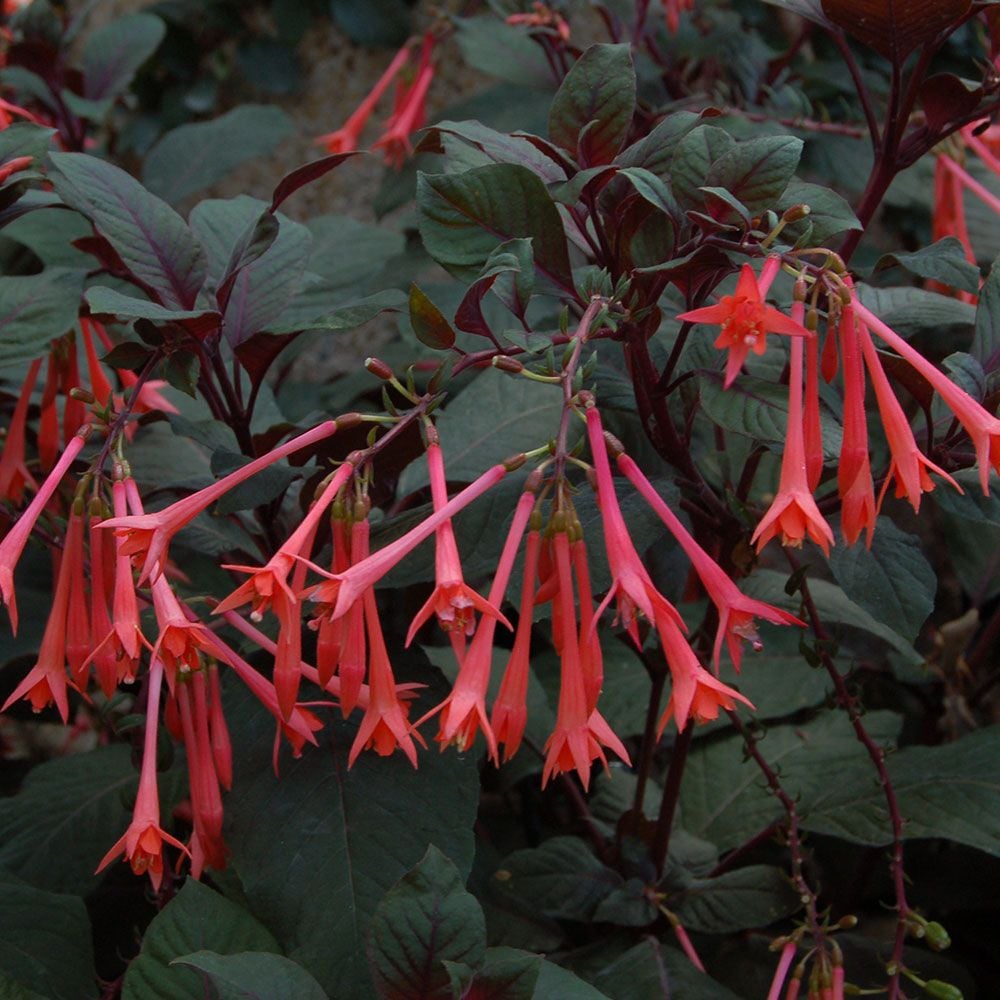 Fuchsia Gartenmeister Bonstedt | White Flower Farm