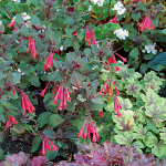  Fuchsia 'Gartenmeister Bonstedt'