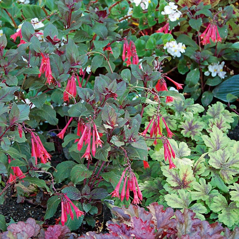Fuchsia 'Gartenmeister Bonstedt'