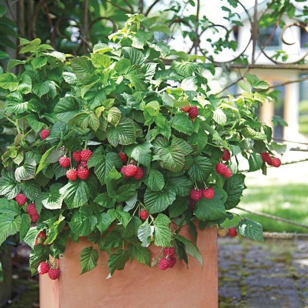 Everyday Celebrating: DIY: Strawberry tree in urn