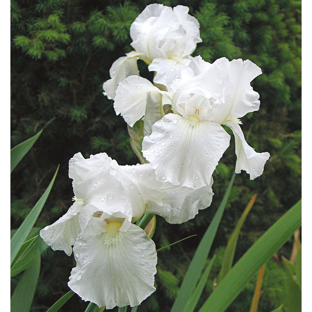 Reblooming Iris 'Immortality'