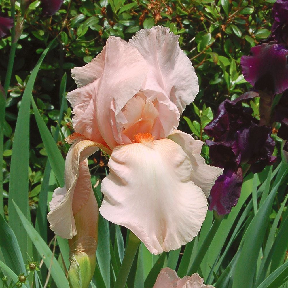 Iris germanica 'Pink Attraction' - Reblooming