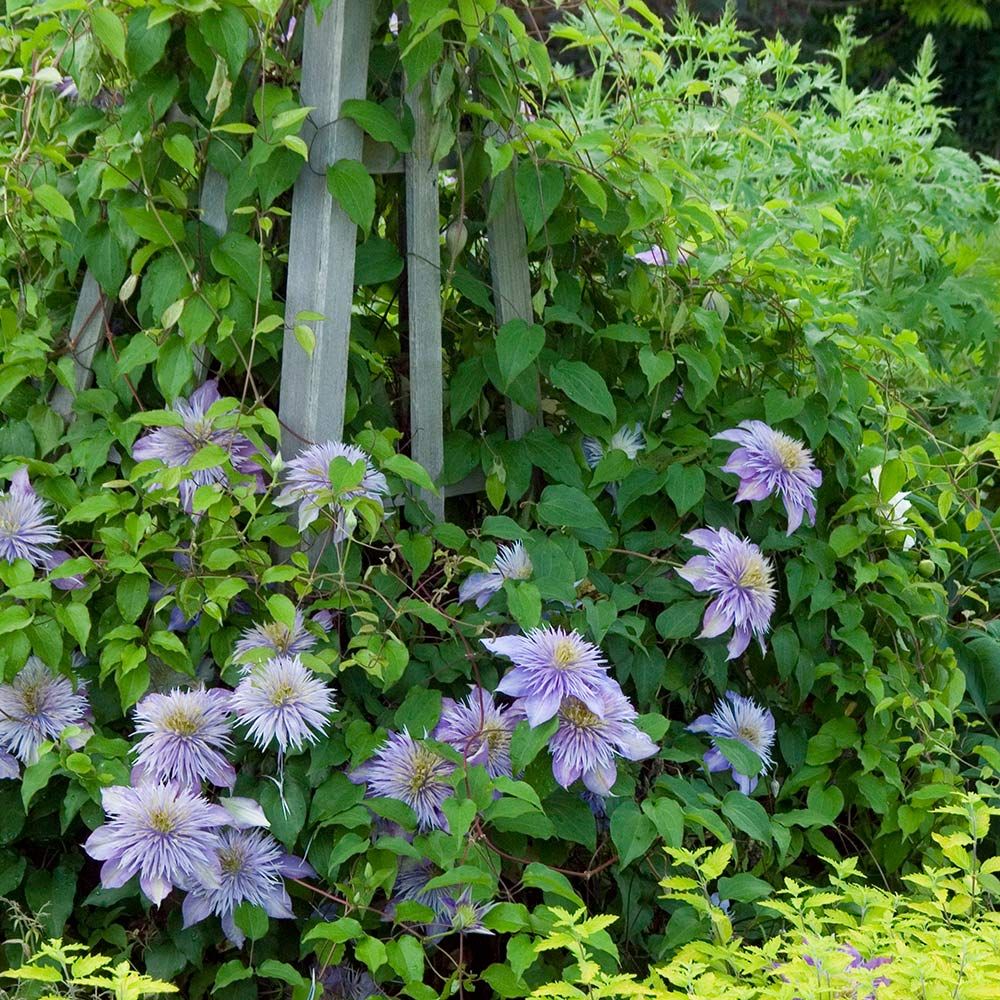 Clematis Crystal Fountain Regal White Flower Farm