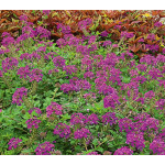  Verbena 'Homestead Purple'