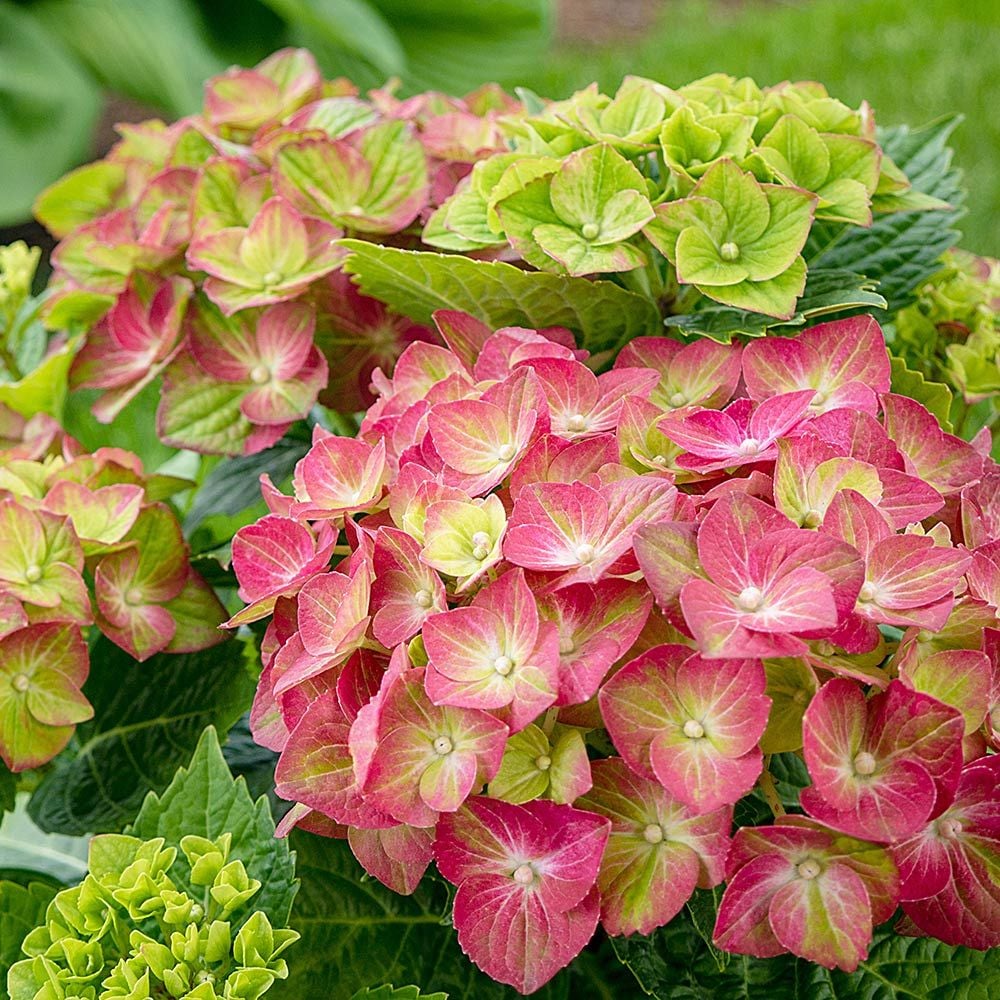 Hydrangea macrophylla Tilt-A-Swirl®