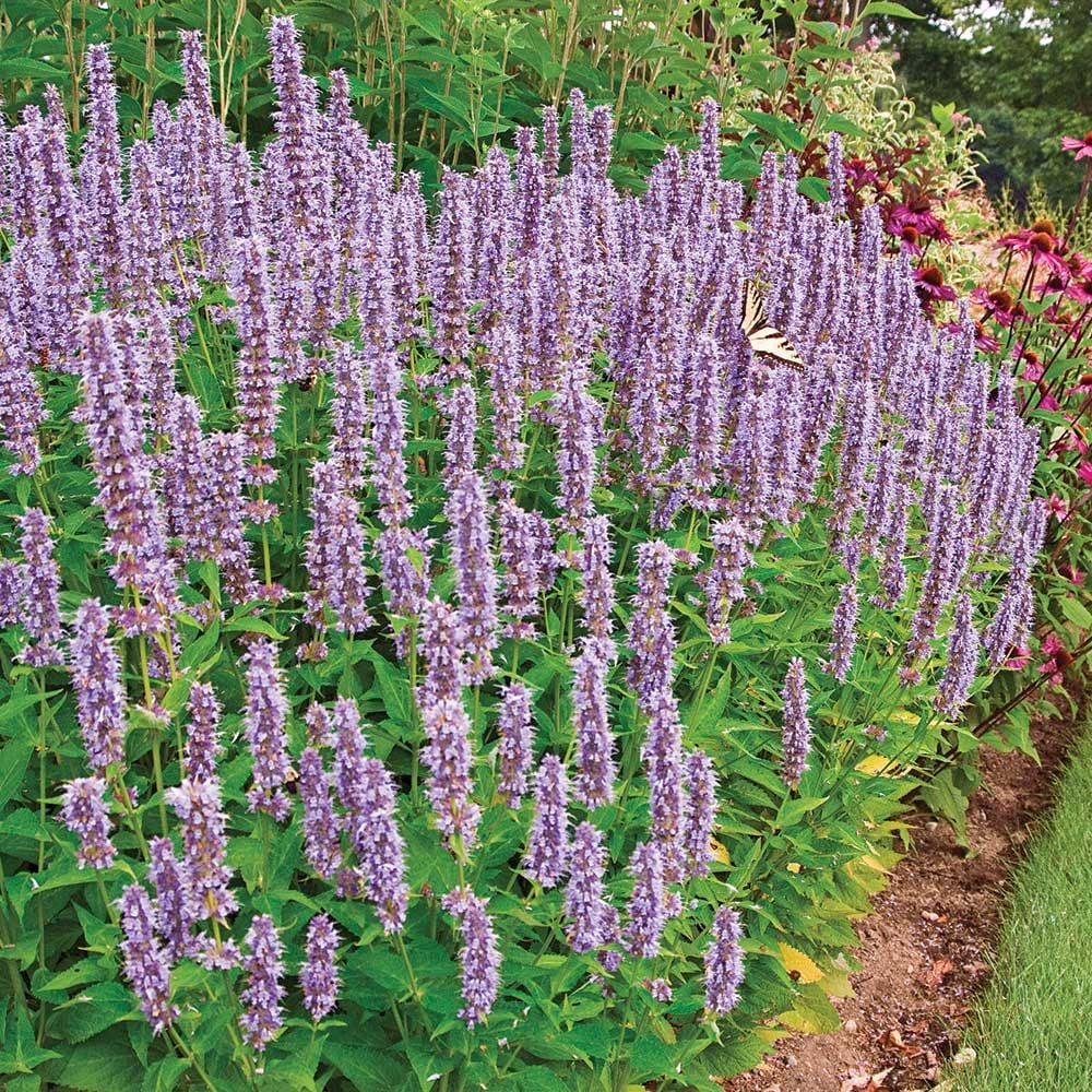 Agastache 'Blue Fortune' 