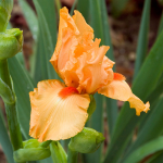  Iris germanica 'Orange Harvest' - Reblooming