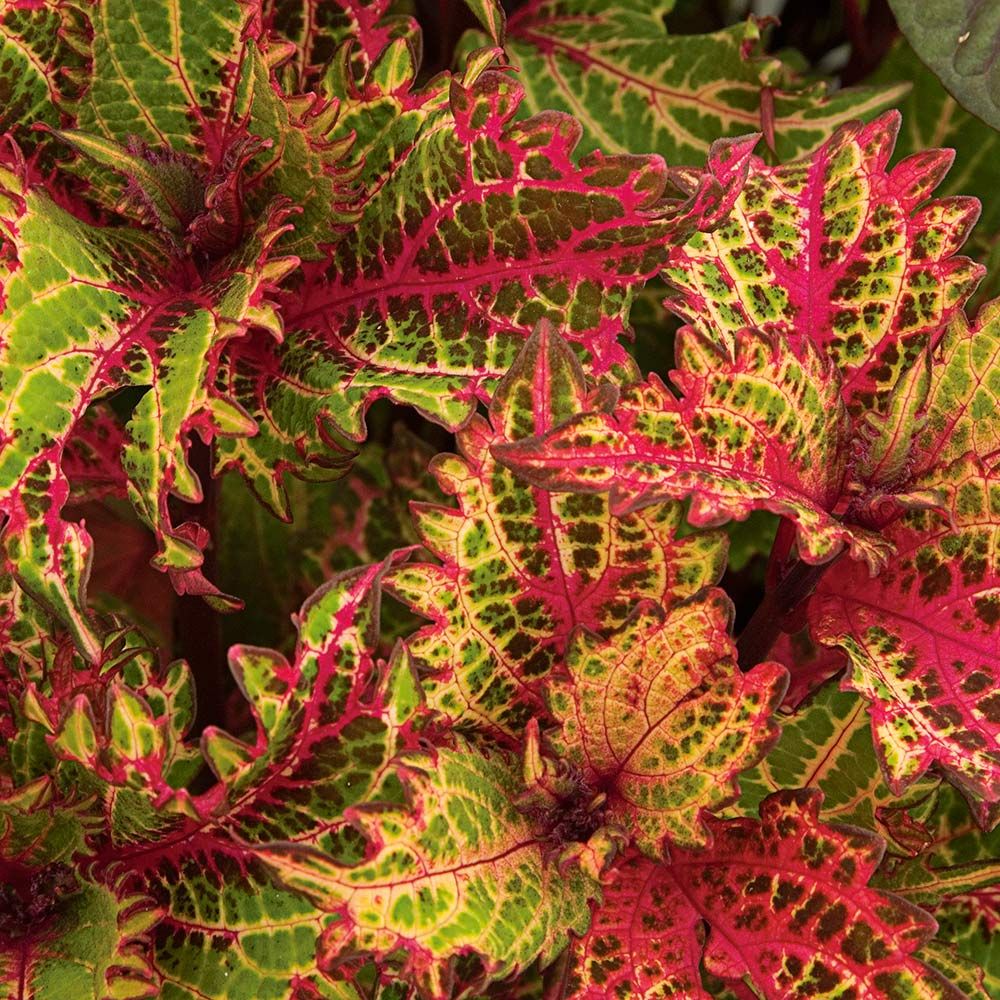 Coleus Peter's Wonder White Flower Farm