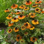  Helenium 'Short 'n' Sassy'