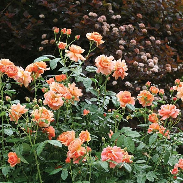 Rose At Last® White Flower Farm