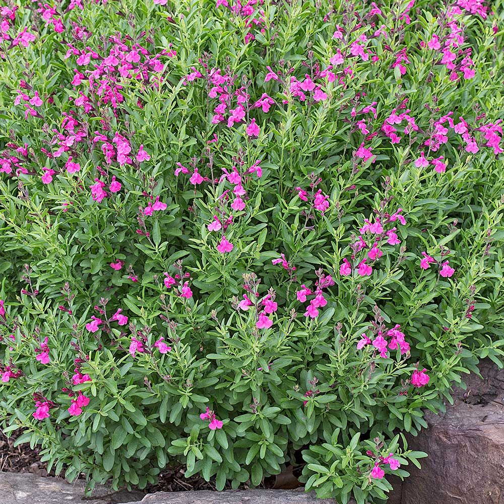 Salvia greggii 'Wild Thing'