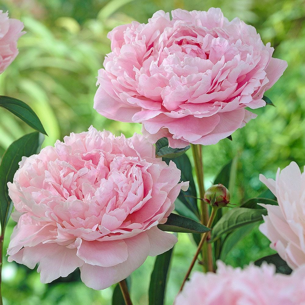 Paeonia Sarah Bernhardt White Flower Farm