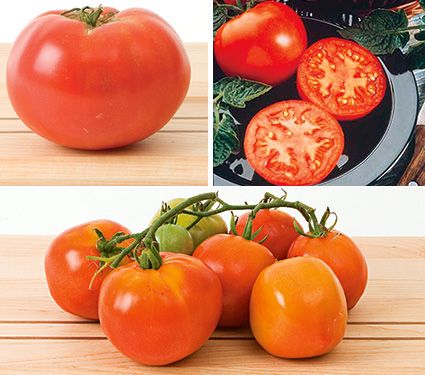 Patio Tomato Plants Br 3 Plants White Flower Farm