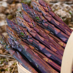  Asparagus Purple Passion, 25 crowns
