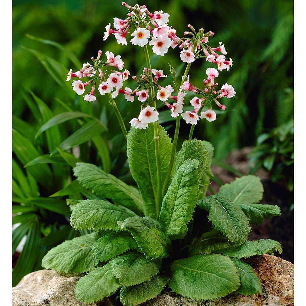 Primula japonica Apple Blossom | White Flower Farm