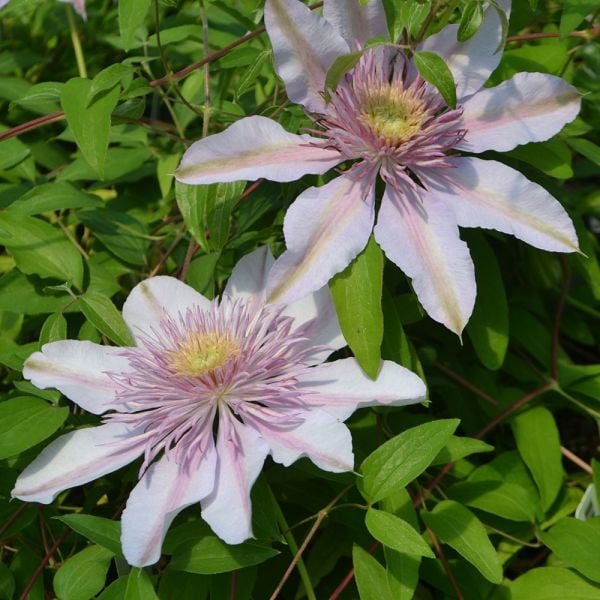 Clematis 'Moonglow' White Flower Farm
