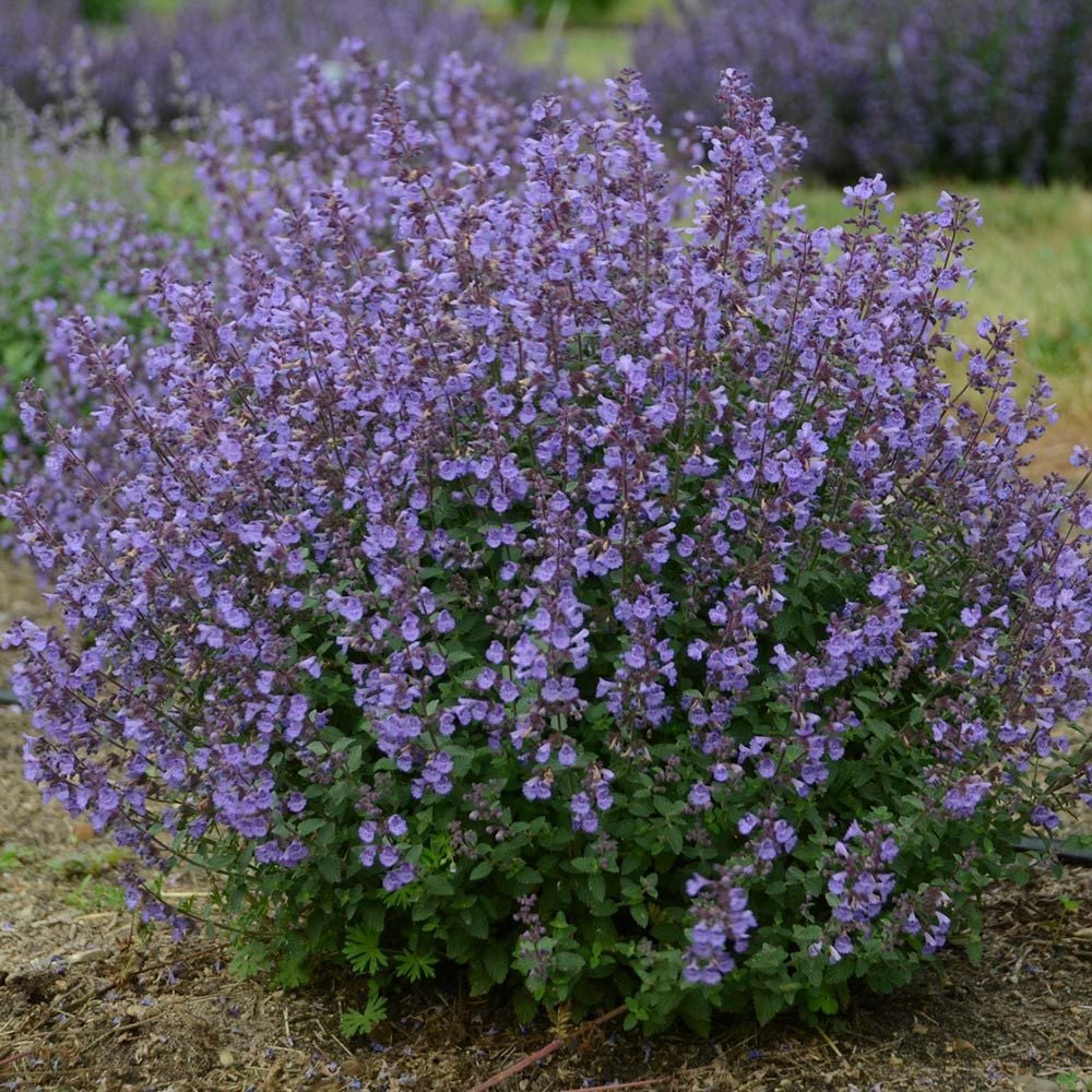 Nepeta x faassenii 'Kitten Around'