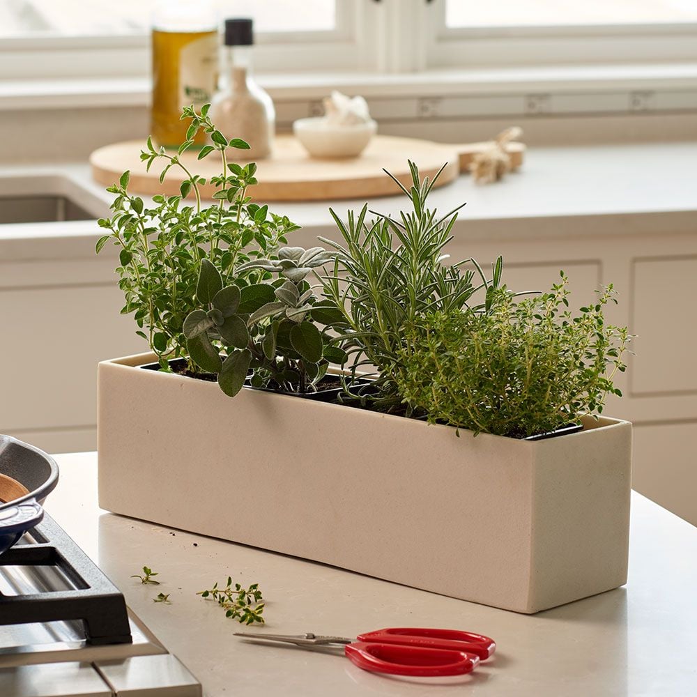 Savory Herb Collection in resin planter | White Flower Farm