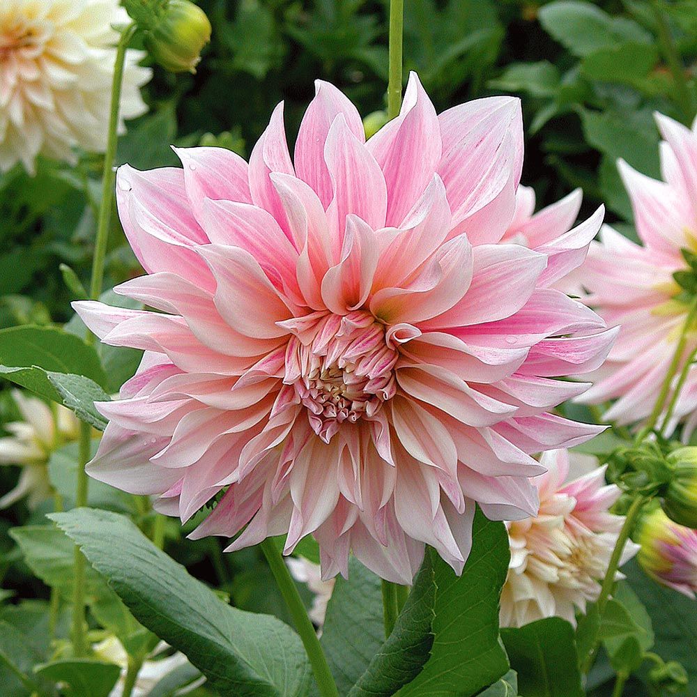 Dahlia 'Café au Lait' White Flower Farm