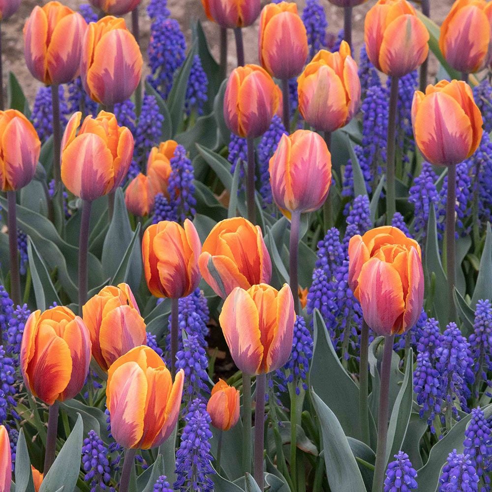 Basket of Lilac and Orange Tulips