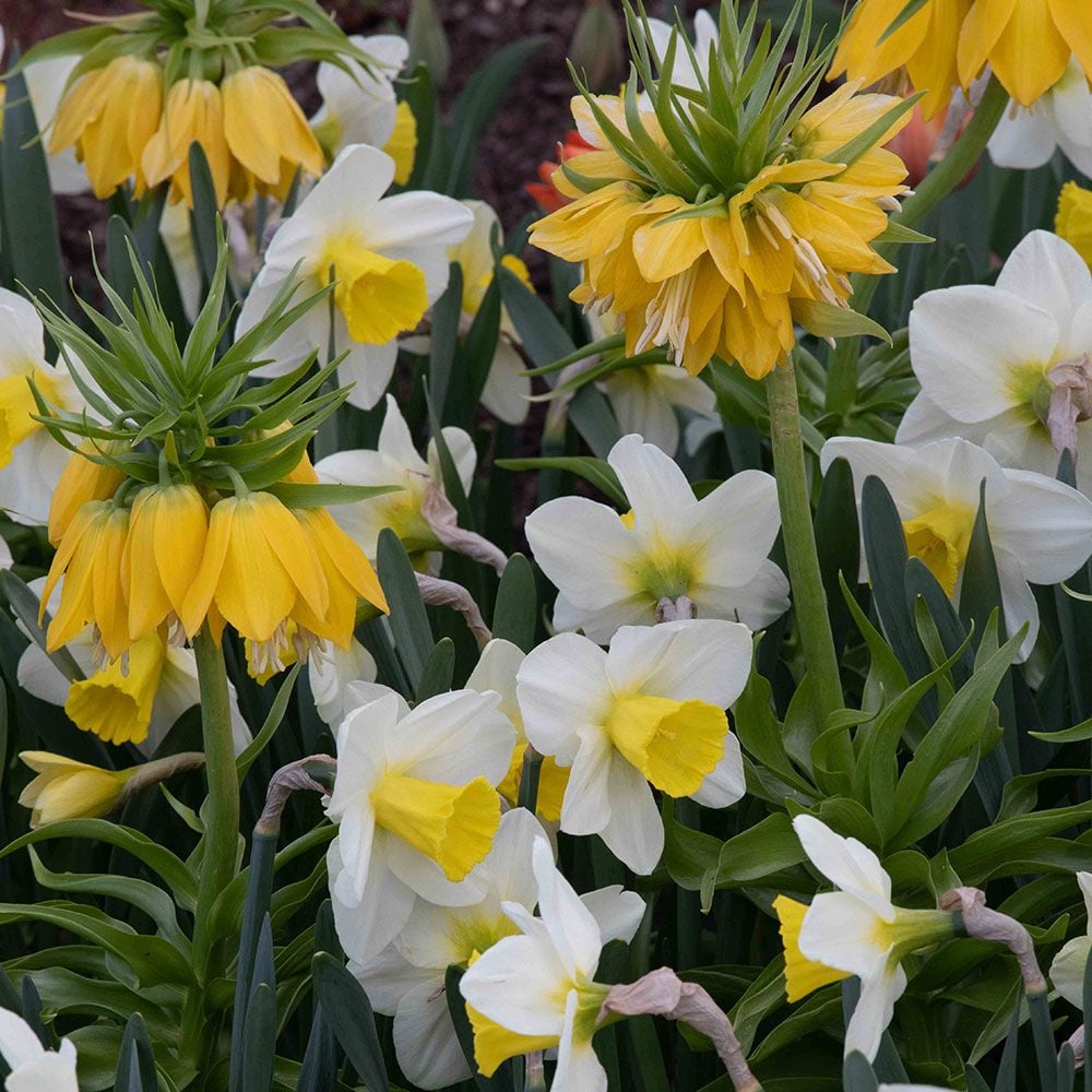 Spring Chimes Fritillaria & Daffodil Collection