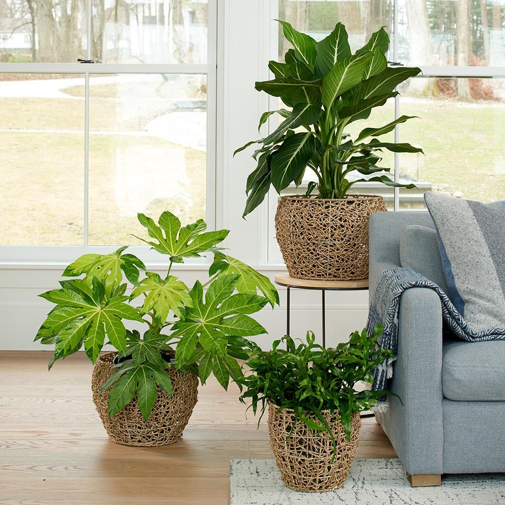 Twine & Vine Baskets White Flower Farm