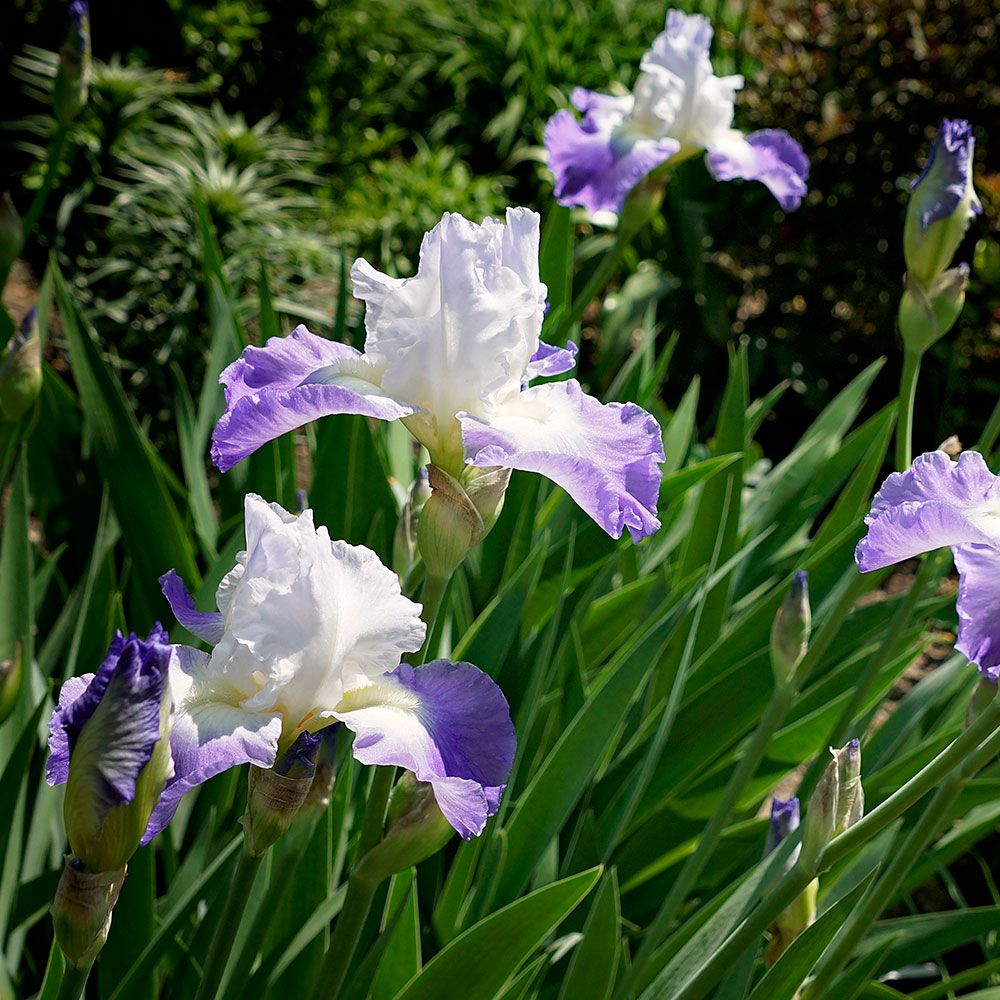 Iris germanica 'Clarence' Reblooming White Flower Farm