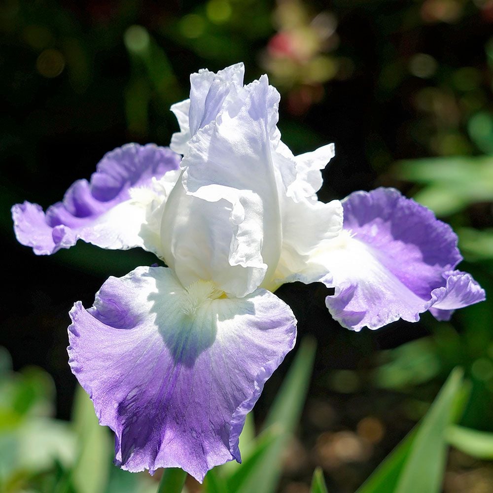 Iris germanica 'Clarence' - Reblooming