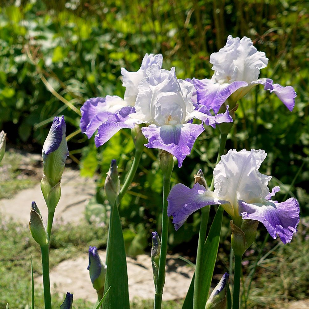 Iris germanica 'Clarence' Reblooming White Flower Farm