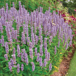 Agastache