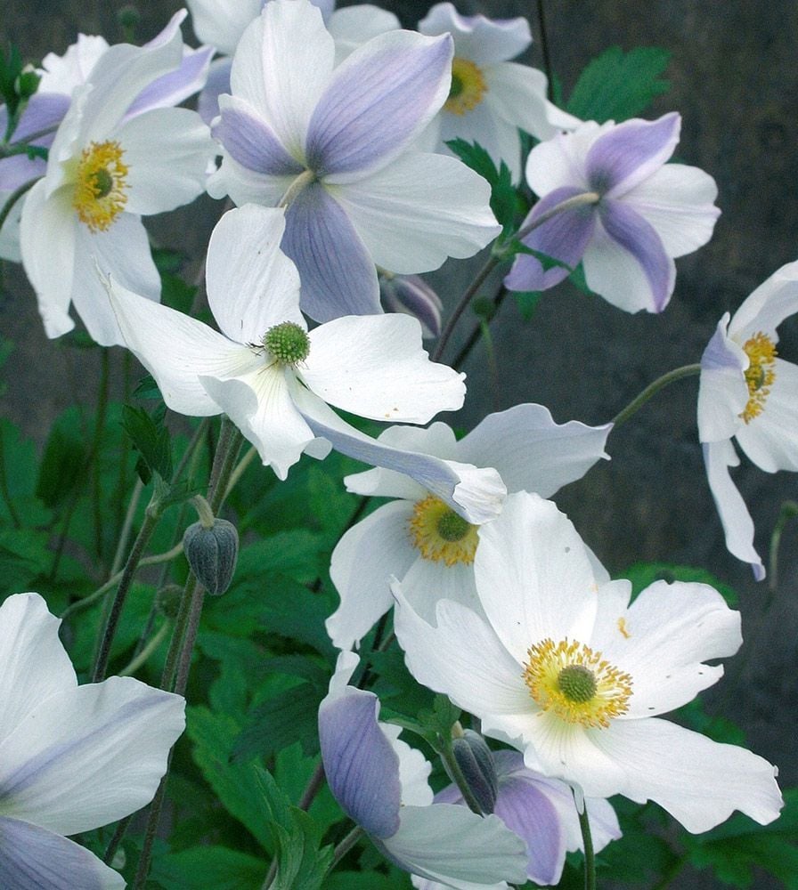 Windflower White Flower Farm