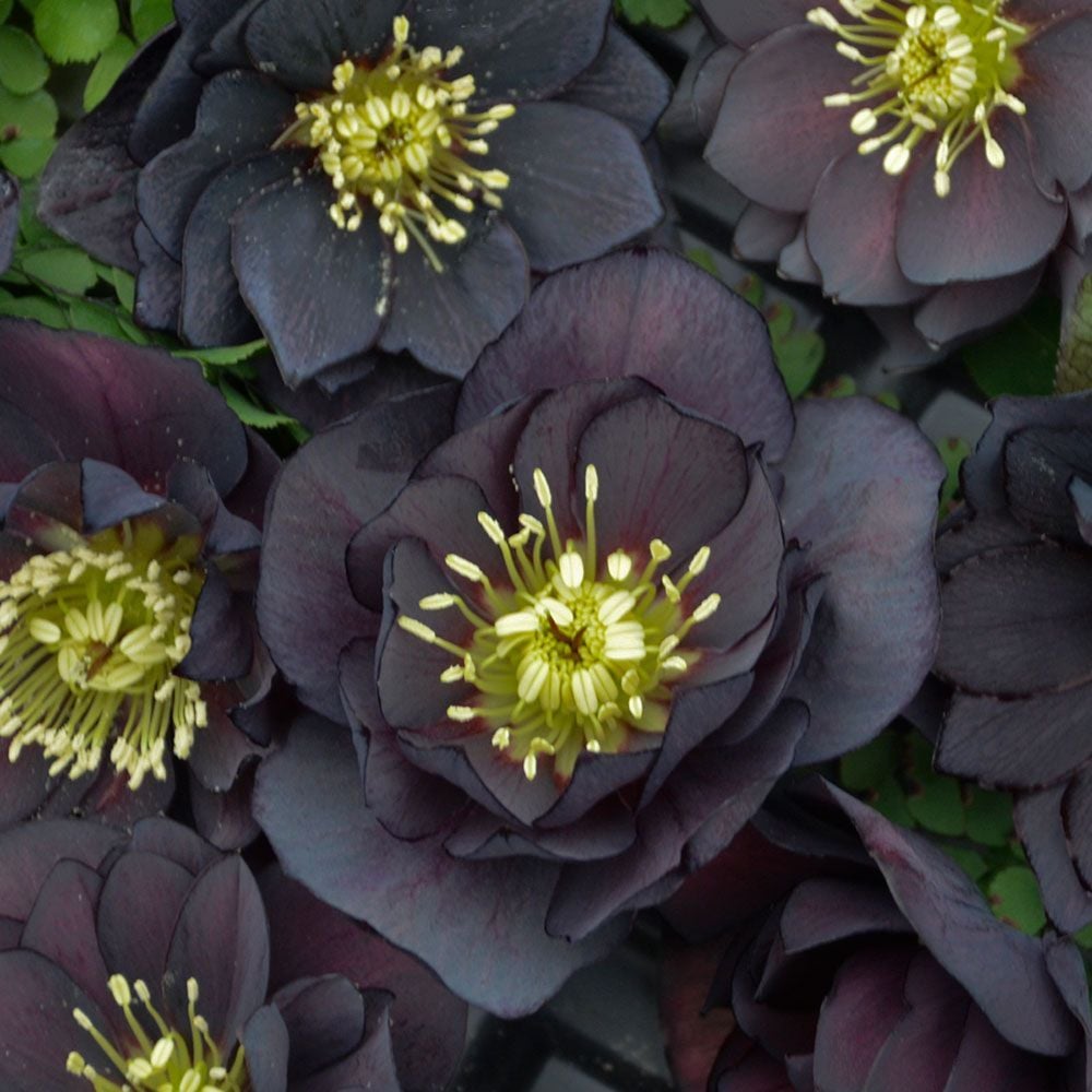Helleborus (Christmas Rose) Plants | White Flower Farm