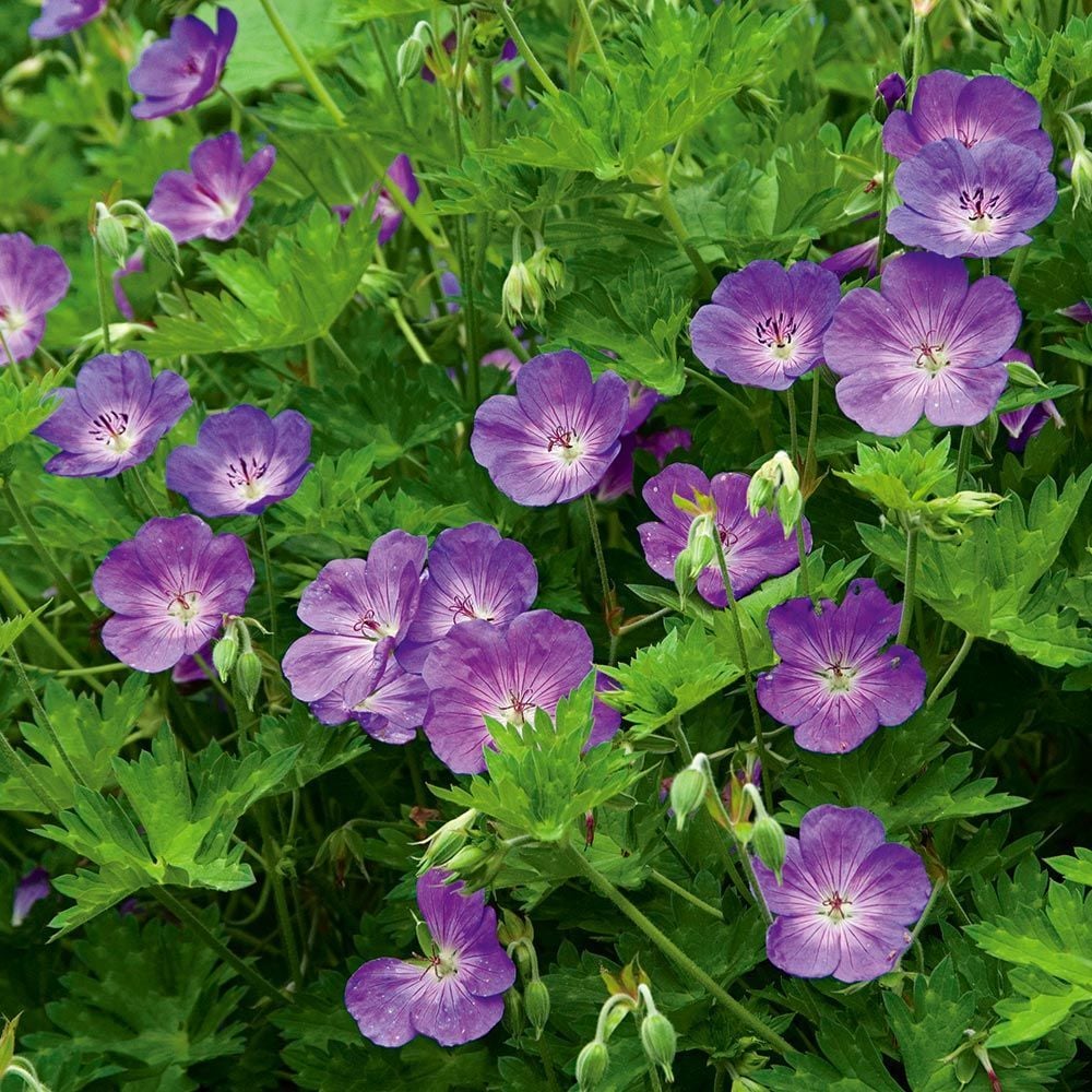 Zone 6 Perennials White Flower Farm