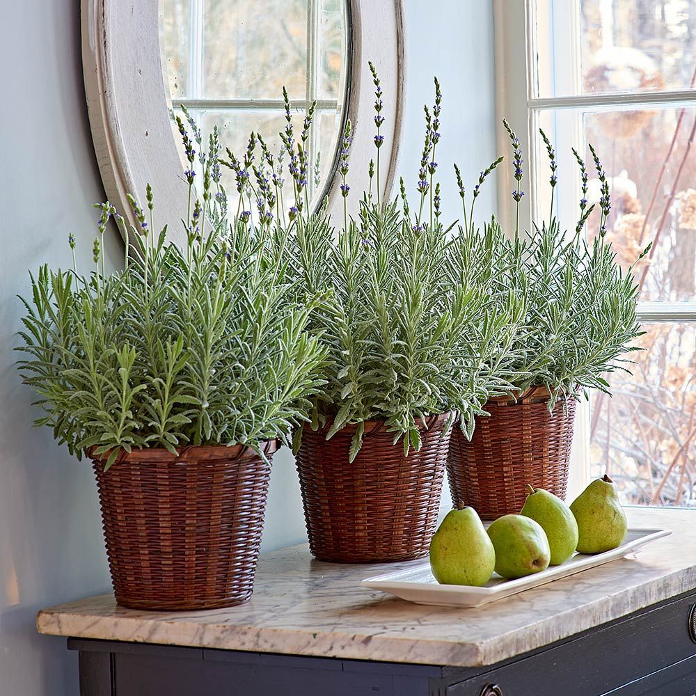 Indoor  Lavender  Plants White Flower Farm