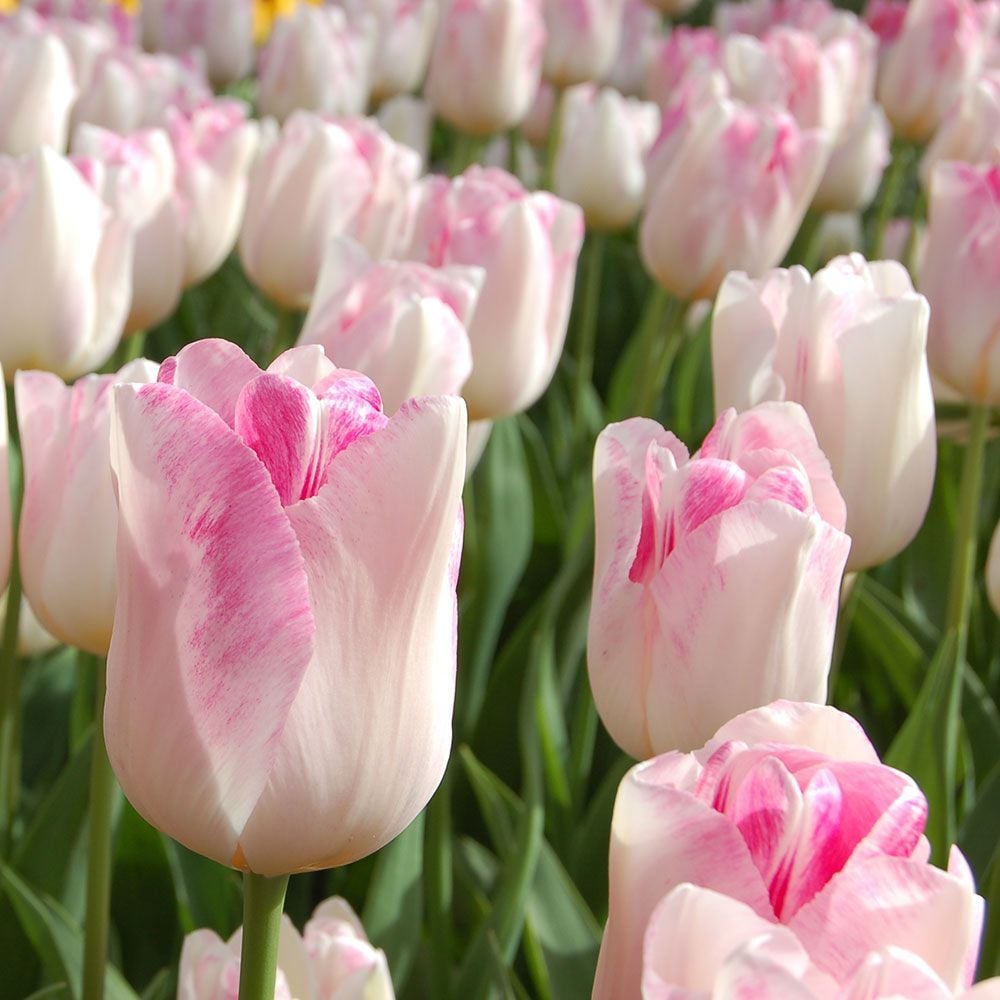 New Tulip Varieties White Flower Farm