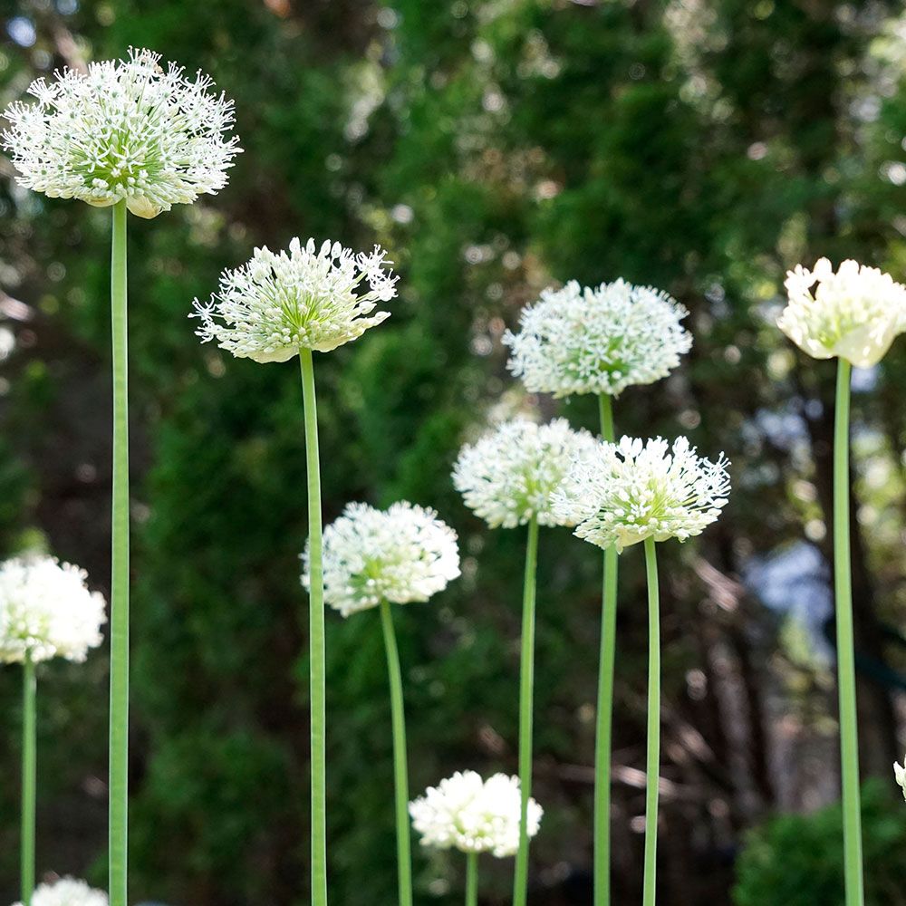 Long Season of Bloom Allium Garden White Flower Farm