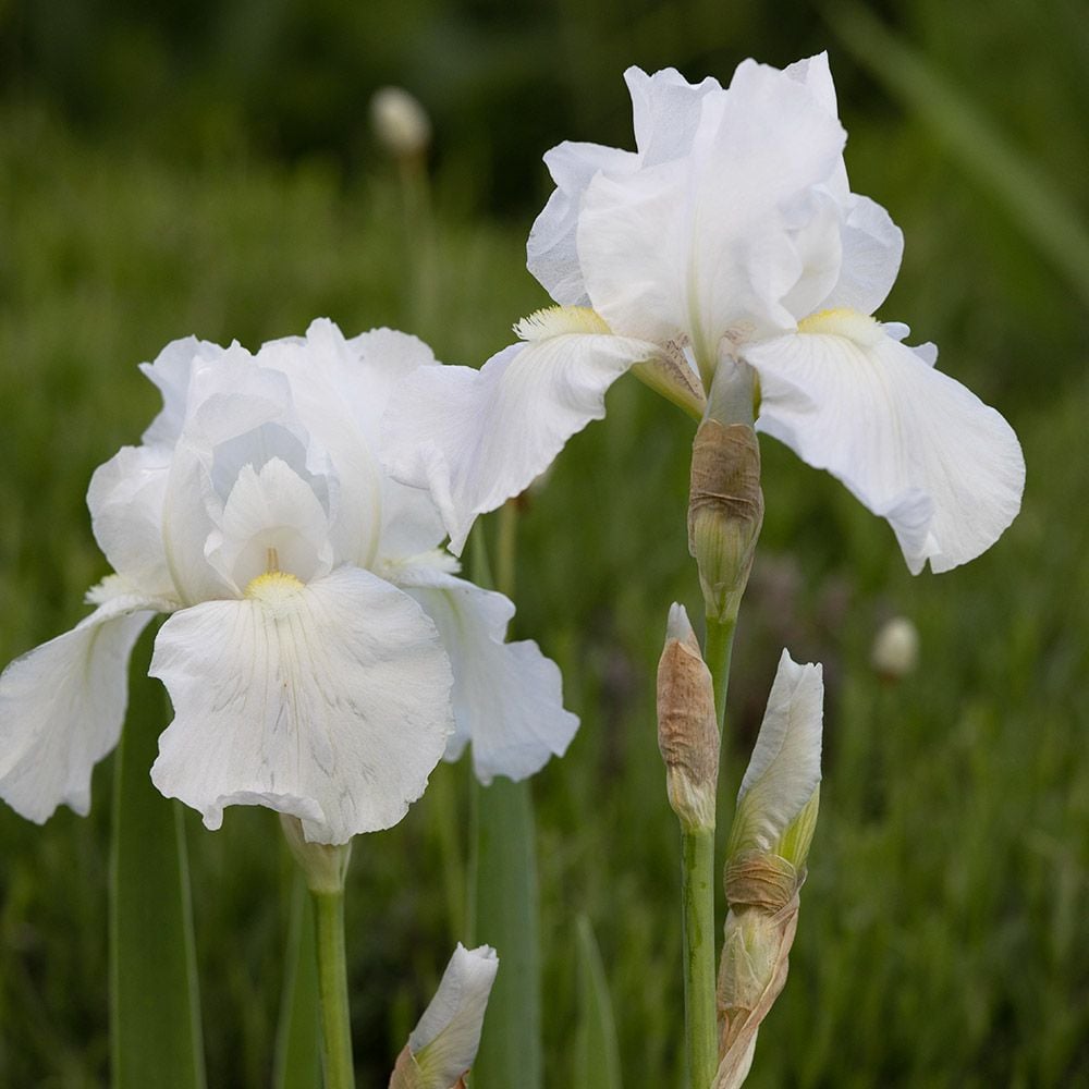 Iris germanica 'Immortality' Reblooming White Flower Farm