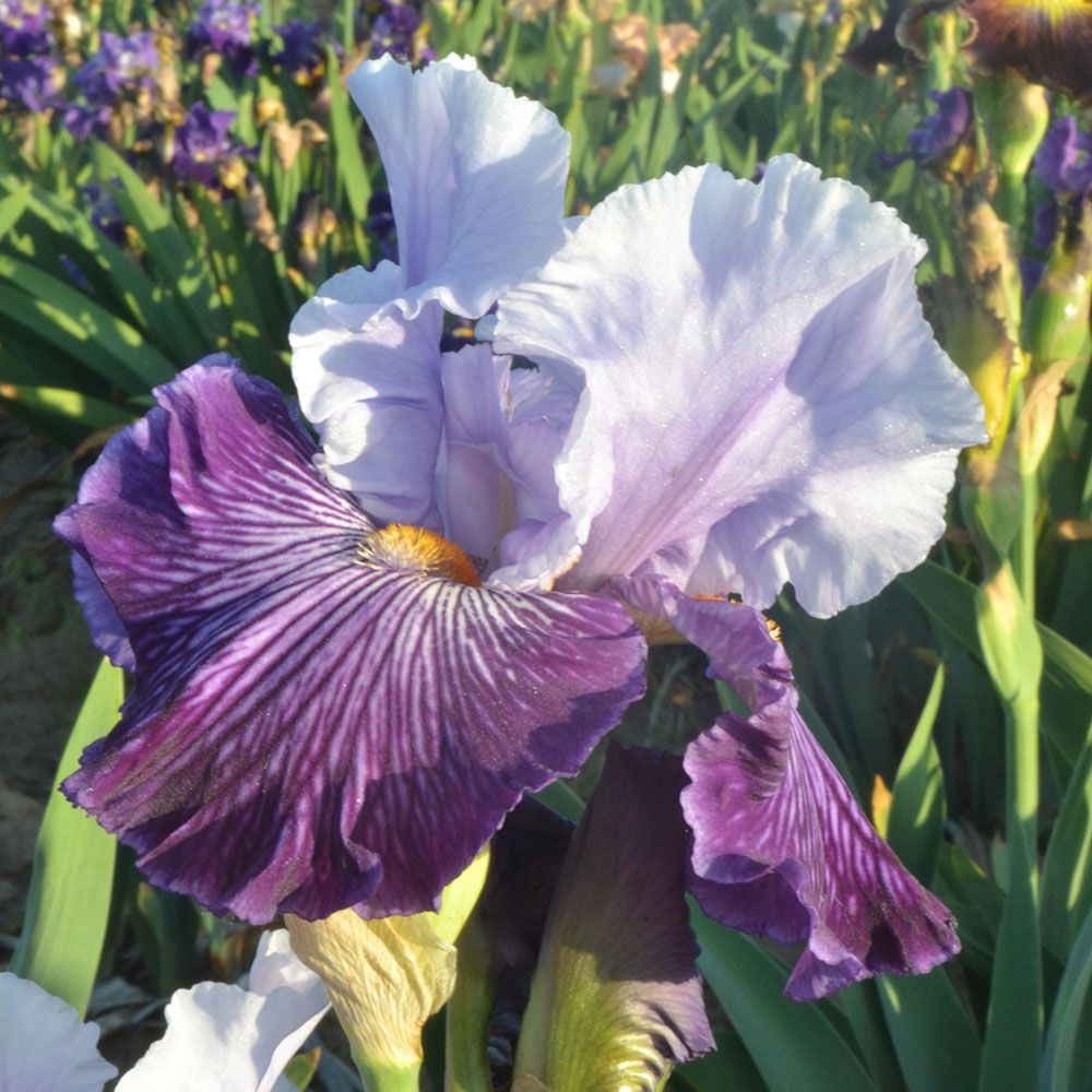 Iris germanica 'Glacier Melt' Reblooming White Flower Farm