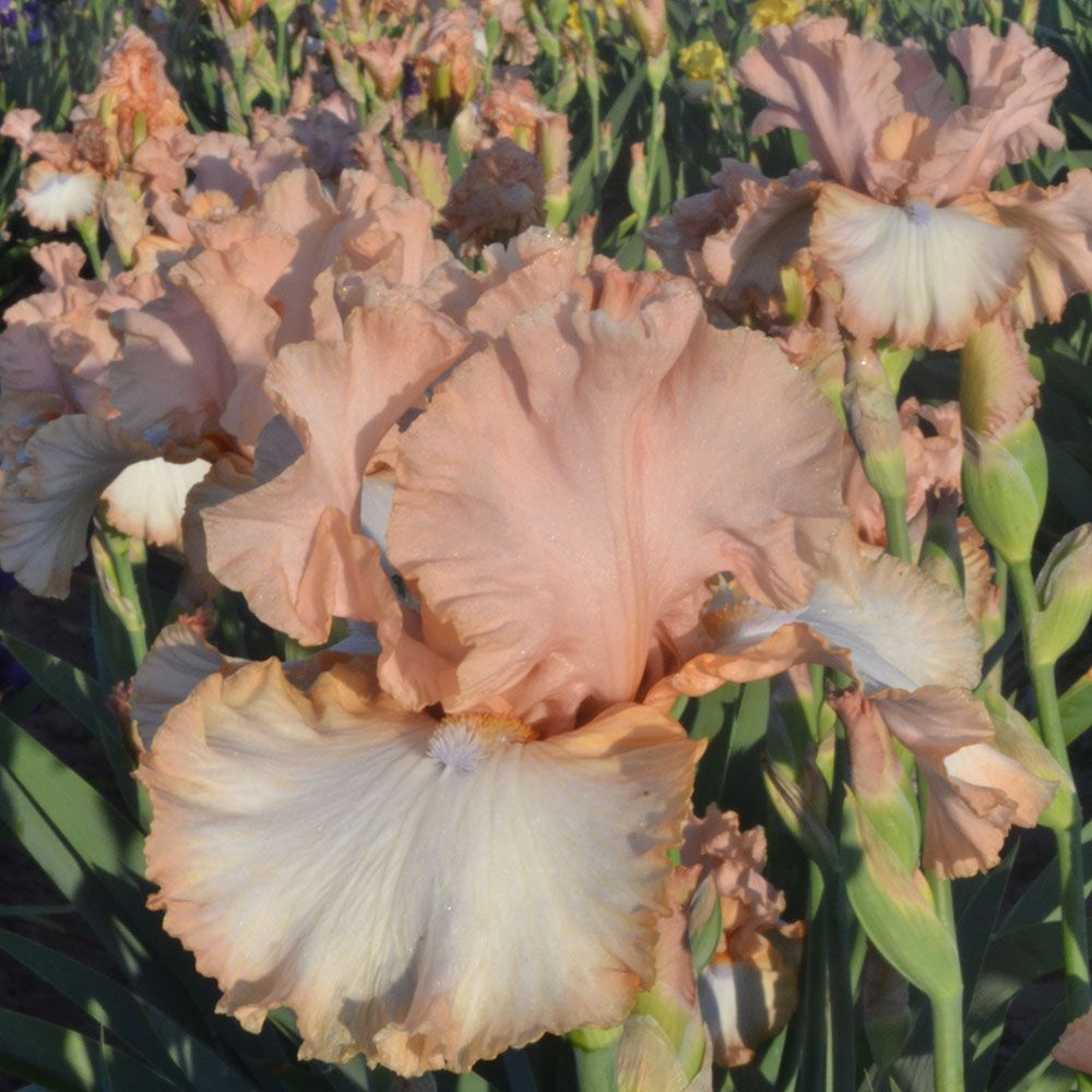Iris germanica 'Flirtini' White Flower Farm