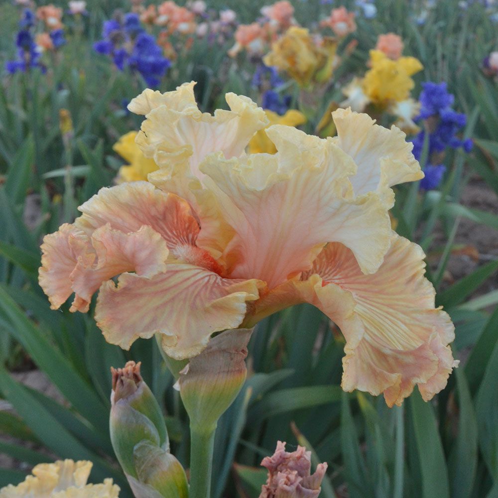 Iris germanica Australian Rose White Flower Farm
