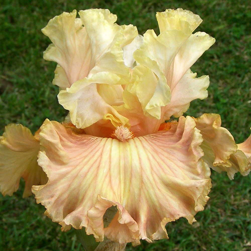 Iris germanica Australian Rose White Flower Farm