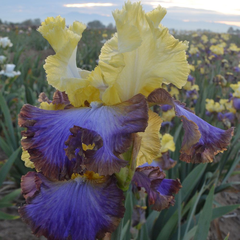 Iris germanica 'Adventurous' White Flower Farm