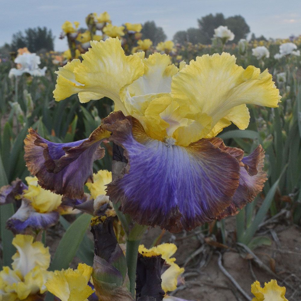Iris germanica 'Adventurous'