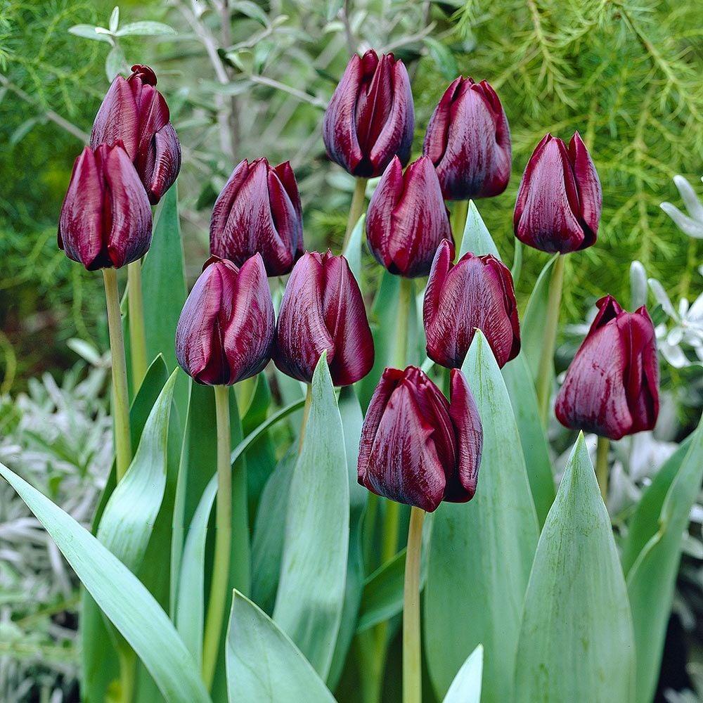 Tulip 'Ronaldo'