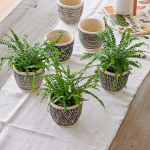  Lemon Button Fern Trio in Togo Pots