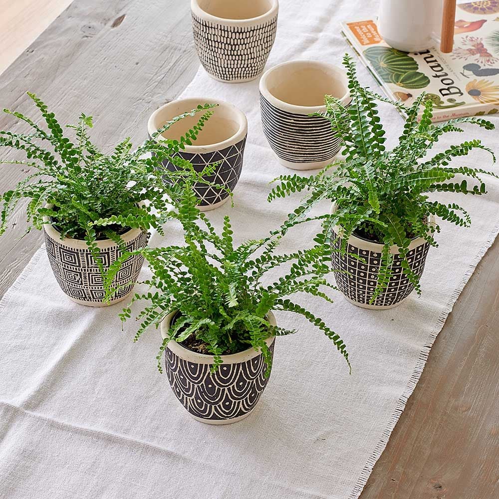 Lemon Button Fern Trio in Togo Pots