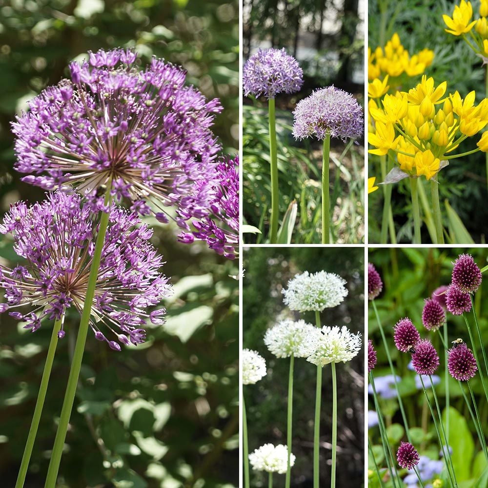 Long Season of Bloom Allium Garden White Flower Farm